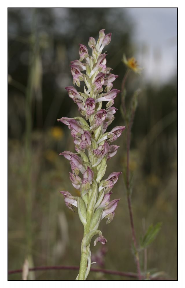 Anacamptis coriophora nei colli del Mugello